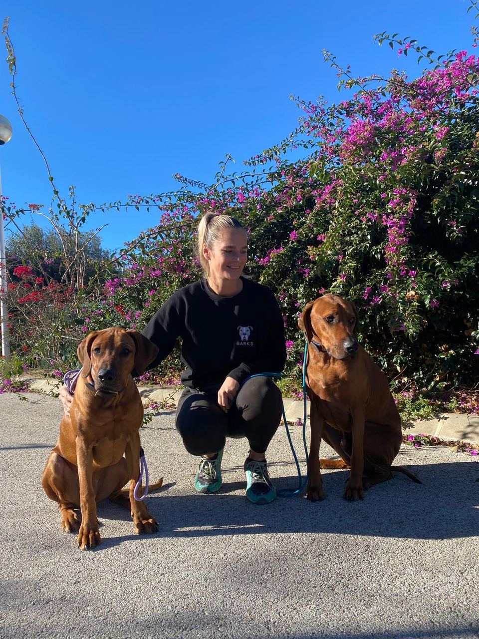 Twee honden die naast elkaar rustig blijven liggen